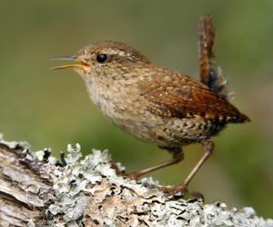 Бялзуухай (Халгайч урагчин, Уран бялзуухай)